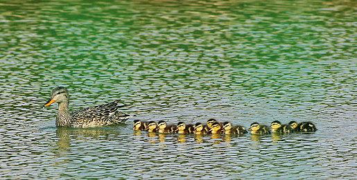 《真三国无双：起源》官方解释为何只有九个可玩武将